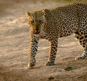 Close-up of a leopard walking in its natural habitat, showcasing its striking patterns.