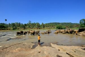 Elephants enjoying a bath in a river at Pinnawala Elephant Orphanage in Sri Lanka under a clear blue sky.