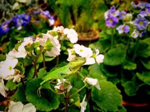 A vivid green lizard resting on colorful flowers in Hakgala, Sri Lanka.