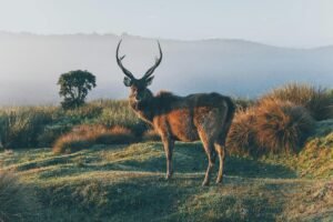 A Sambar deer stands gracefully amidst the lush, misty highlands of Sri Lanka.