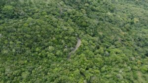 Drone shot capturing the dense greenery and winding road in Matale, Sri Lanka.