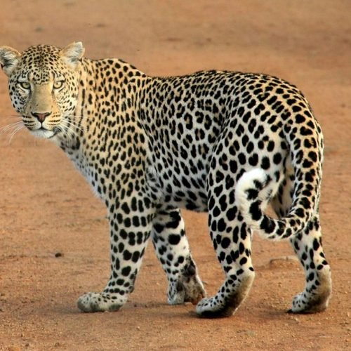 Close-up of a leopard walking on the savannah, showcasing its spotted coat.